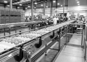 Від повномасштабного вторгнення виробництво яєць в Україні впало на 17% 